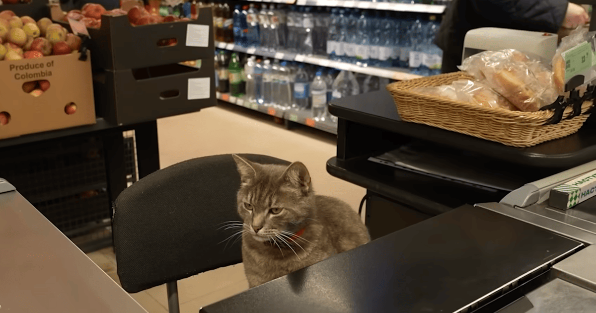 Пухнастий касир: кіт Гоша понад рік "працює" у супермаркеті Кропивницького