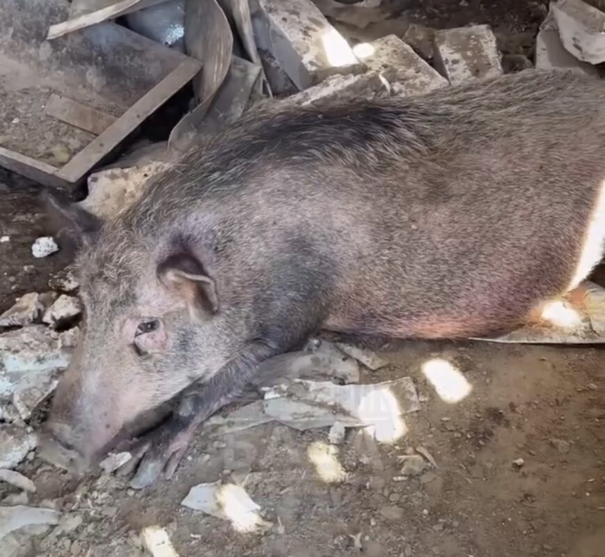 Під Дніпром загарбники повністю зруйнували притулок для тварин