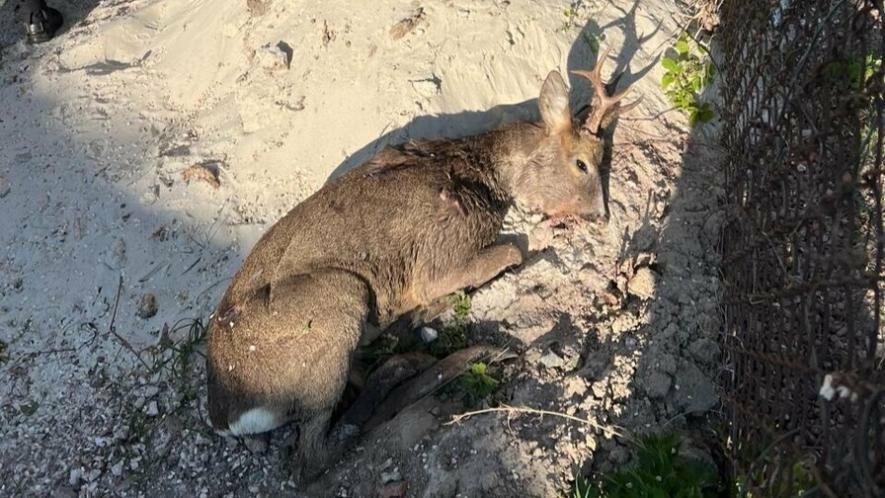 Під Львовом місцеві врятували поранену косулю, виявлену на землі — …