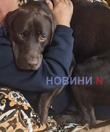 Під Миколаєвом застрелили лабрадора: суд скасував закриття кримінального провадження