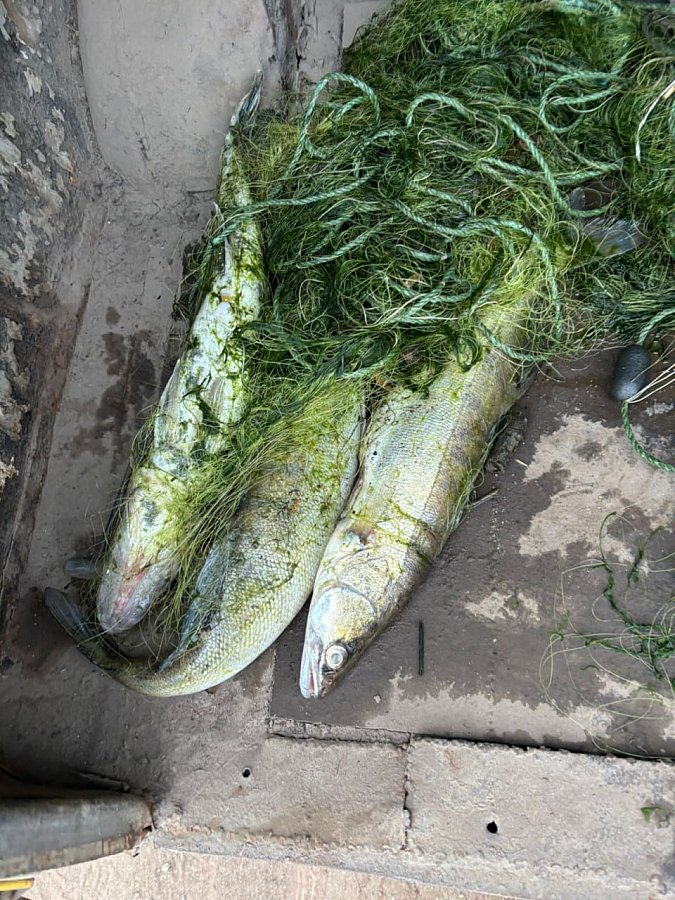Під Миколаєвом сіткою незаконно ловили рибу