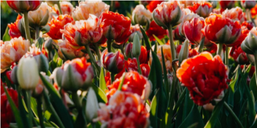 Реальні кадри з поля: чому на Волині перенесли фестиваль тюльпанів …