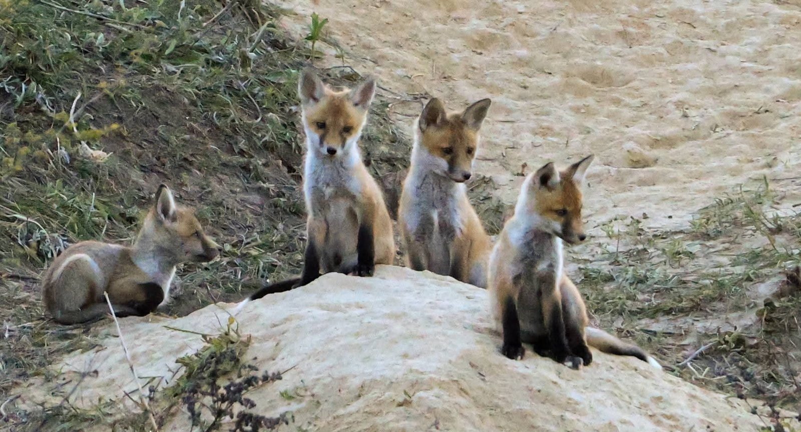 Родина лисиць оселилася на передмісті Дніпра