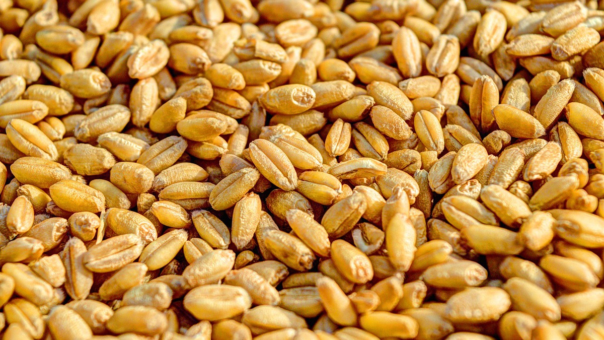 Розблокування портів Миколаєва здешевить логістику зерна на $5/т – "Нібулон"