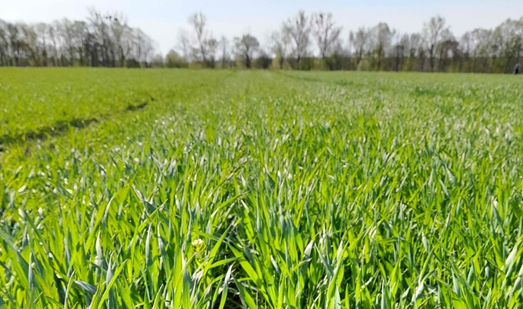 Розвиток озимих на Львівщині відстає приблизно на тиждень порівняно з …