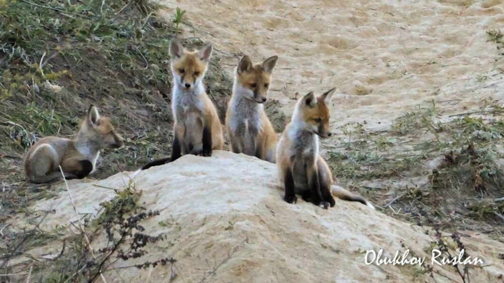 Рудий дитсадок: у Дніпрі оселилася багатодітна родина лисиць (ФОТО)
