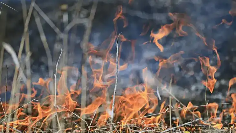 Рятувальники Рівненщини за добу ліквідували чотири пожежі в екосистемах