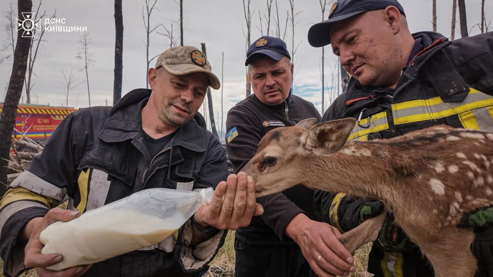 Рятувальники винесли з вогню двох оленят на Київщині