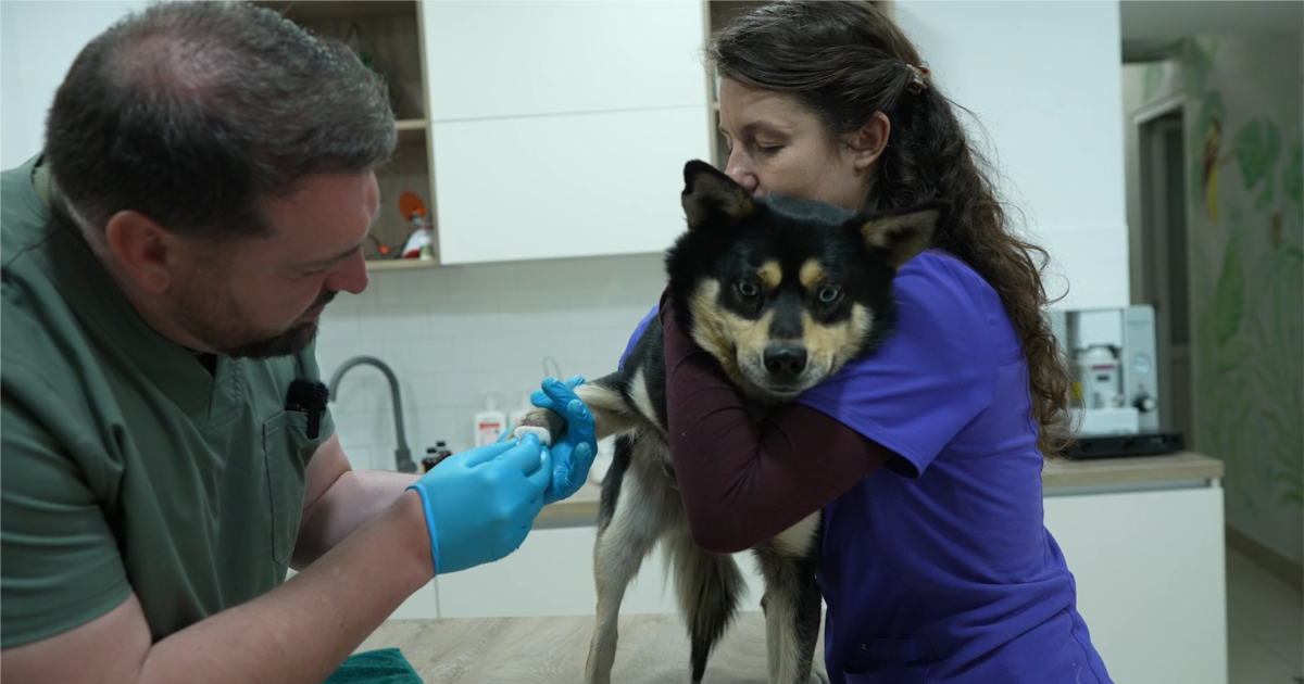 Рятують тварин, які постраждали від війни та жорстокості людей: історія …