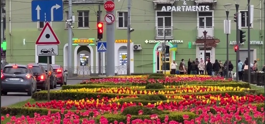 Рівне розквітло: місто прикрасили понад 20 тисяч тюльпанів