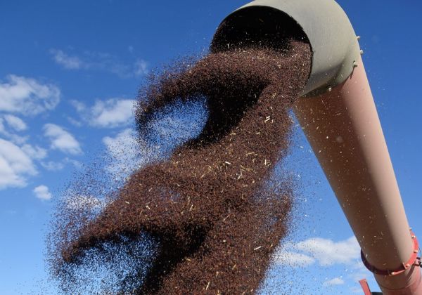 Ріпак може подорожчати до 640 $/т — прогноз аналітиків