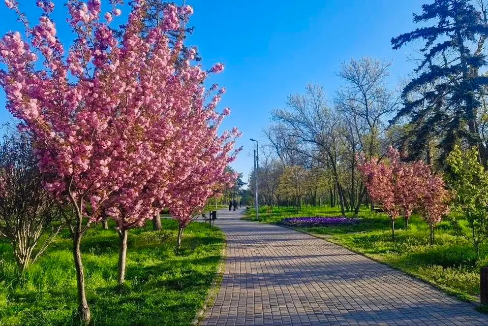Сакури та найкращі фотолокації Одеси навесні