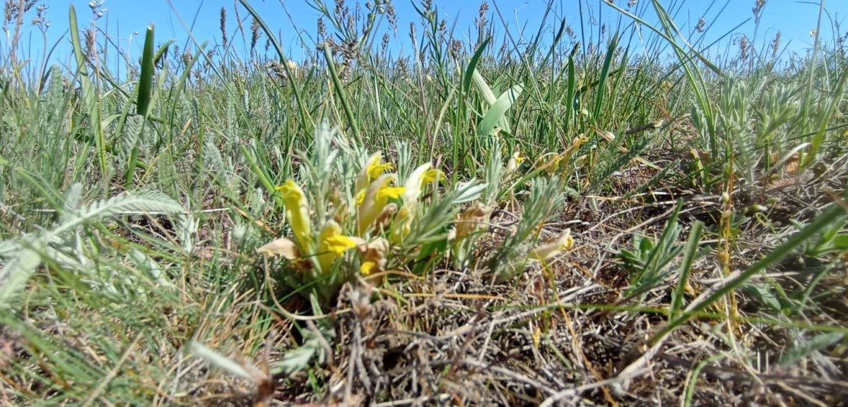 Свідок льодовикового періоду: під Кривим Рогом розквітла унікальна рослина-невидимка