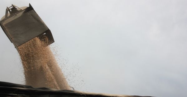 Світові ціни на зерно продовжують рости через посуху та дорогі …