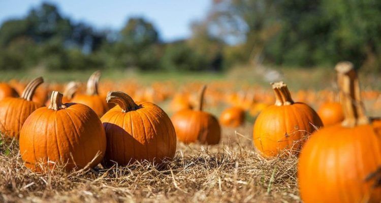 Сезонний суперпродукт: яку користь гарбуз має для здоров’я