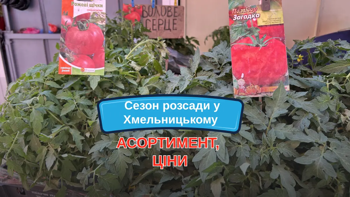 Cкільки коштує розсада у Хмельницькому та які сорти томатів обирають …