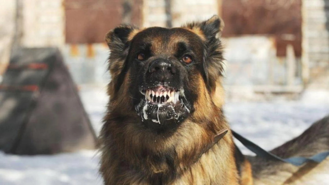 Сказ у собаки зафіксували в Новомиргороді