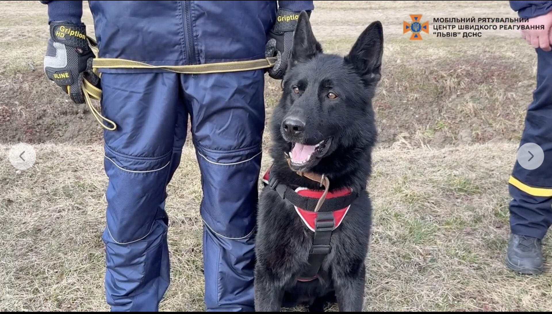 Службовий пес Чіко допоміг врятувати зниклу жінку на Львівщині (відео)