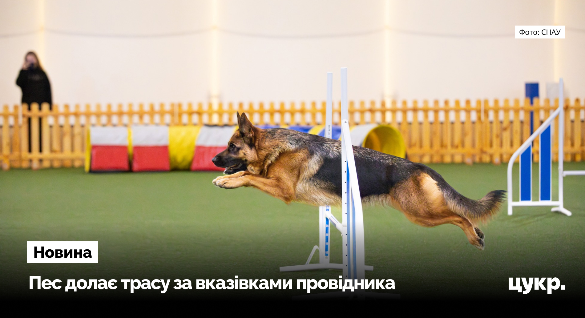 Жителі Сум організували всеукраїнські кінологічні змагання