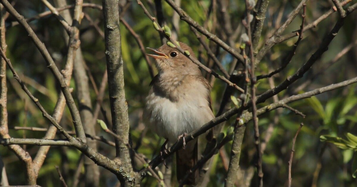 Соловейко на Волині: у «Цуманській пущі» розпочалися перші весняні концерти