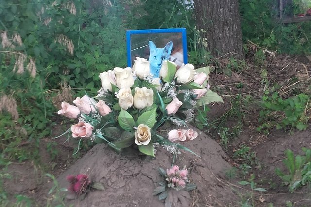 Створення кладовища домашніх тварин в Черкасах відкладається до кінця війни