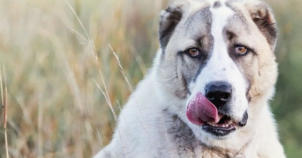 Суд оштрафував львів'янина на 1700 грн за напад алабая на …