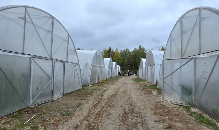 Тепличні проєкти підлаштовують під гранти і масштаб 1,6 га