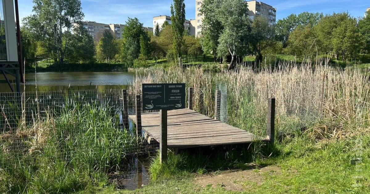 Територію, де гніздяться лебеді у Луцьку, обгородили та встановили поблизу …
