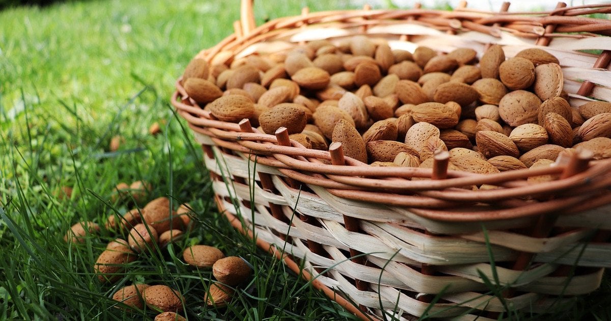 Топ продуктів, які містять найбільшу кількість вітаміну Е