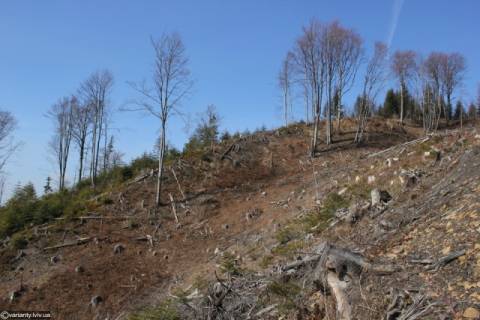 Торік на Львівщині загинуло майже 140 гектарів лісів