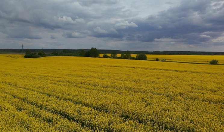 Триває розвиток шкідників у посівах озимого ріпаку