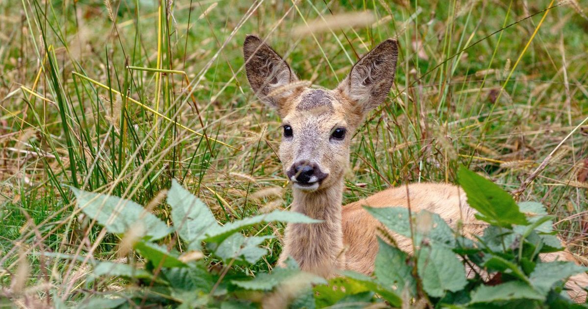 У Львові врятували козулю після ДТП: під час обстеження лікарі …
