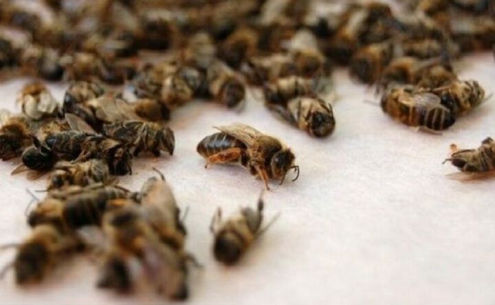 У Решетилівській громаді зафіксували масове отруєння бджіл