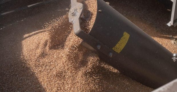 Україна наростила доходи від аграрного експорту: хто головні покупці