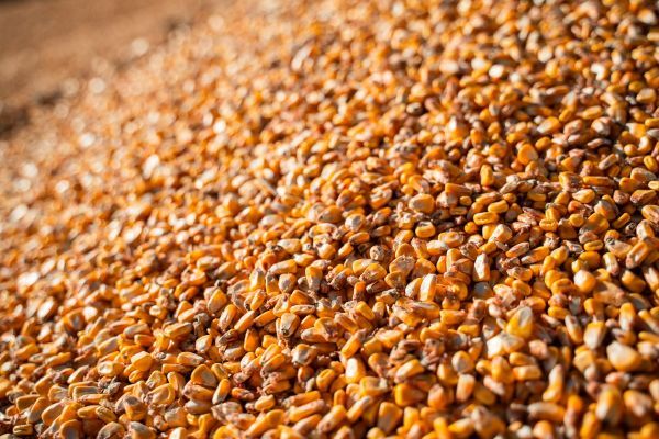 Україна планує збільшити експорт кукурудзи на 18% у новому сезоні …