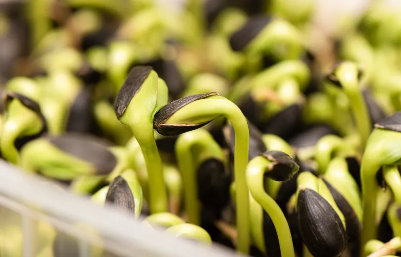 Україна синхронізувала законодавство з ЄС щодо ГМО, але питання контролю …