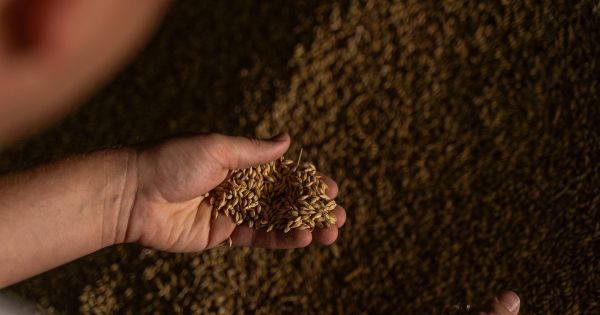 Україна скоротила експорт зерна на 13%: ячмінь втратив понад третину …
