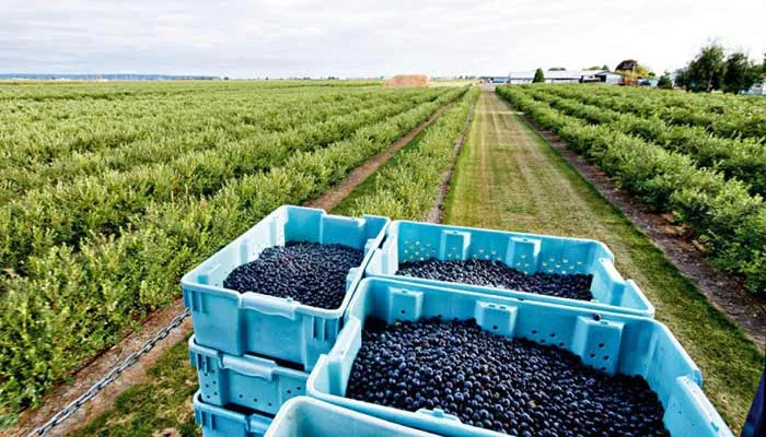 Україна шукає нову модель експорту лохини