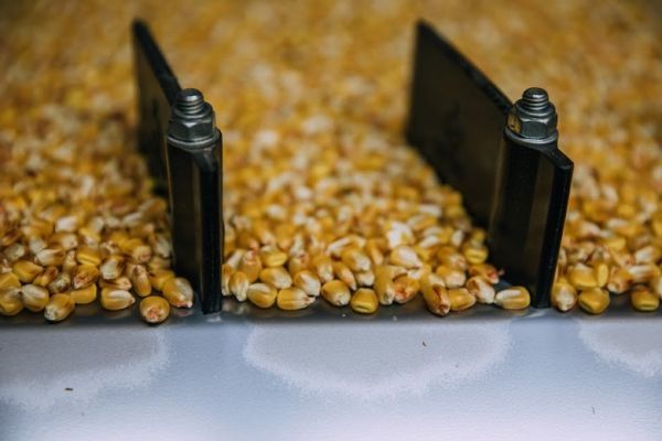 Українська кукурудза подорожчала ще на $5 попри падіння біржових котирувань