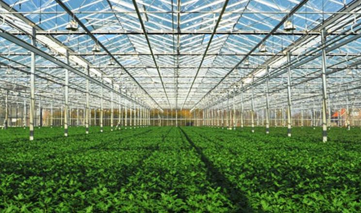 Українські теплиці технологічно відстають від ЄС і працюють сезонно