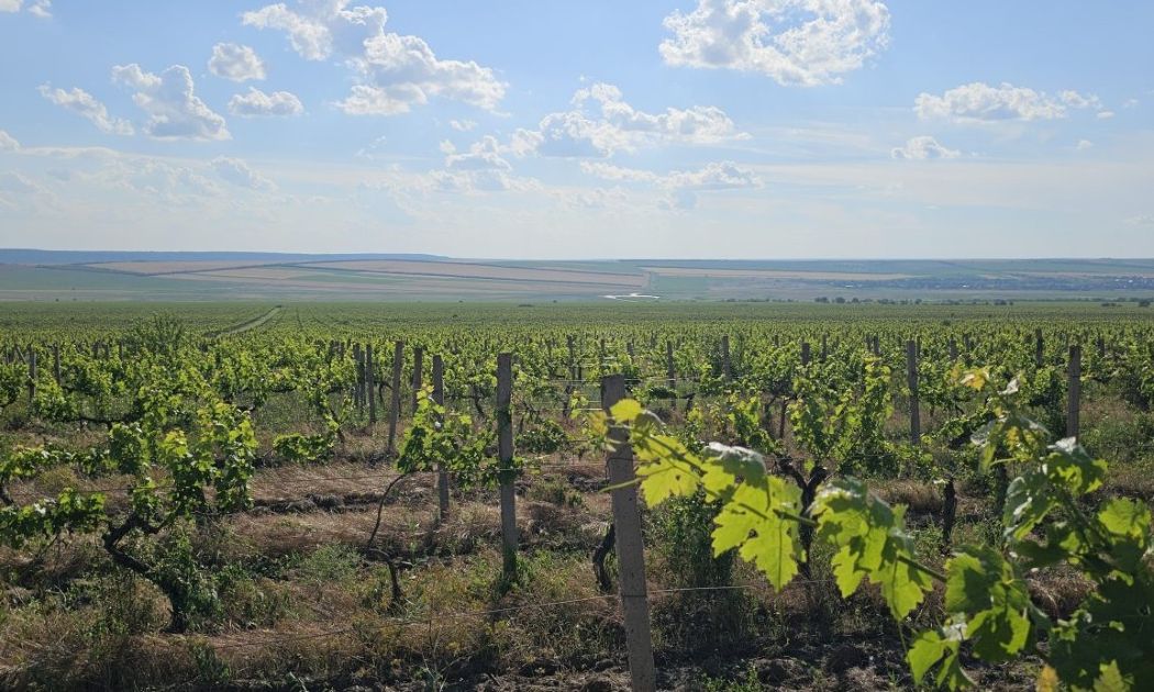 Українські традиції виноробства, зокрема Бессарабії, претендують на статус культурного надбання …