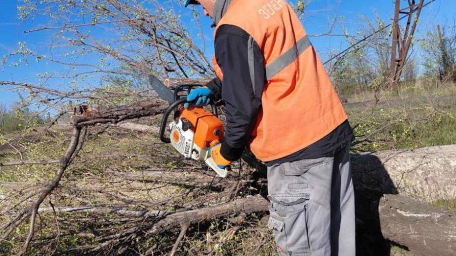 Старі дерева видаляють в одному з районів Запоріжжя – локації