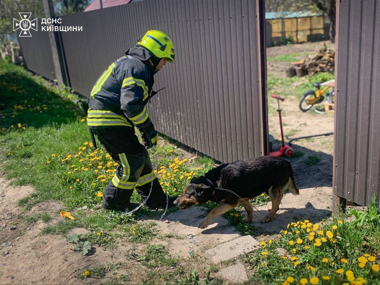 У Борисполі вогнеборці врятували собаку під час пожежі