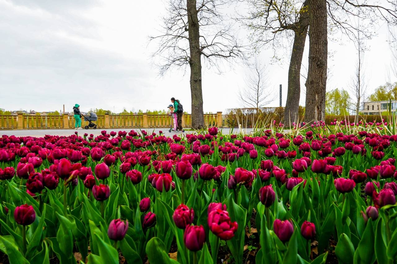 У Бучі розквітли 100 тисяч нідерландських тюльпанів (ФОТО)