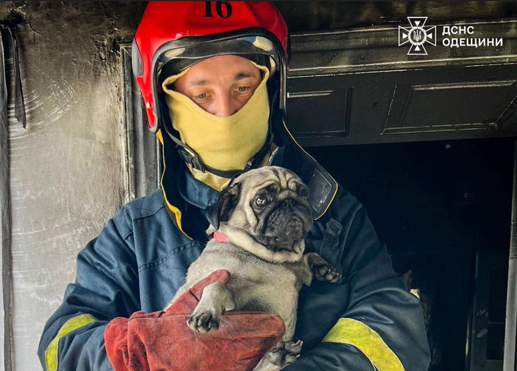 У Білгород-Дністровському районі рятувальники витягли собаку з палаючого будинку