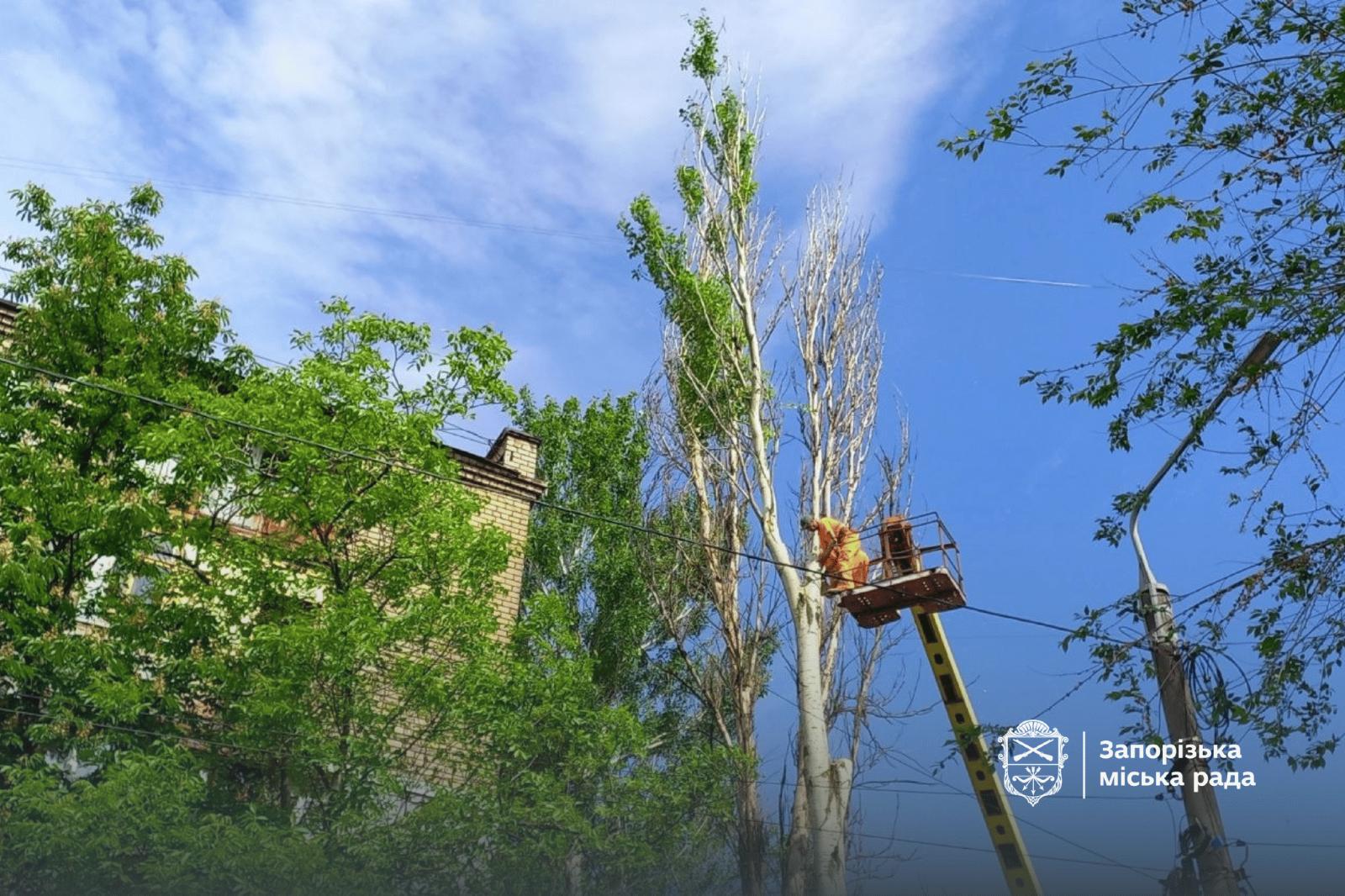 У Вознесенівському районі спиляли аварійні тополі