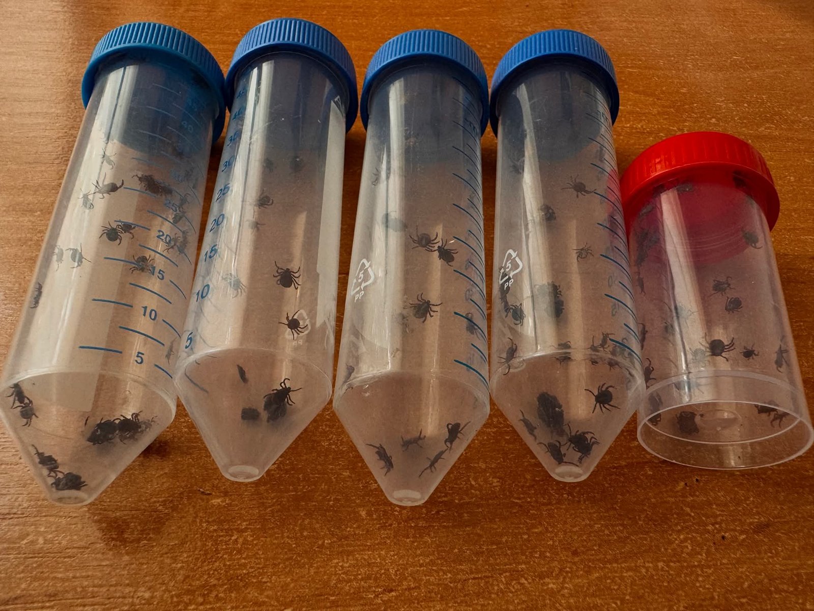 У Вінницькій області зросла активність кліщів після потепління