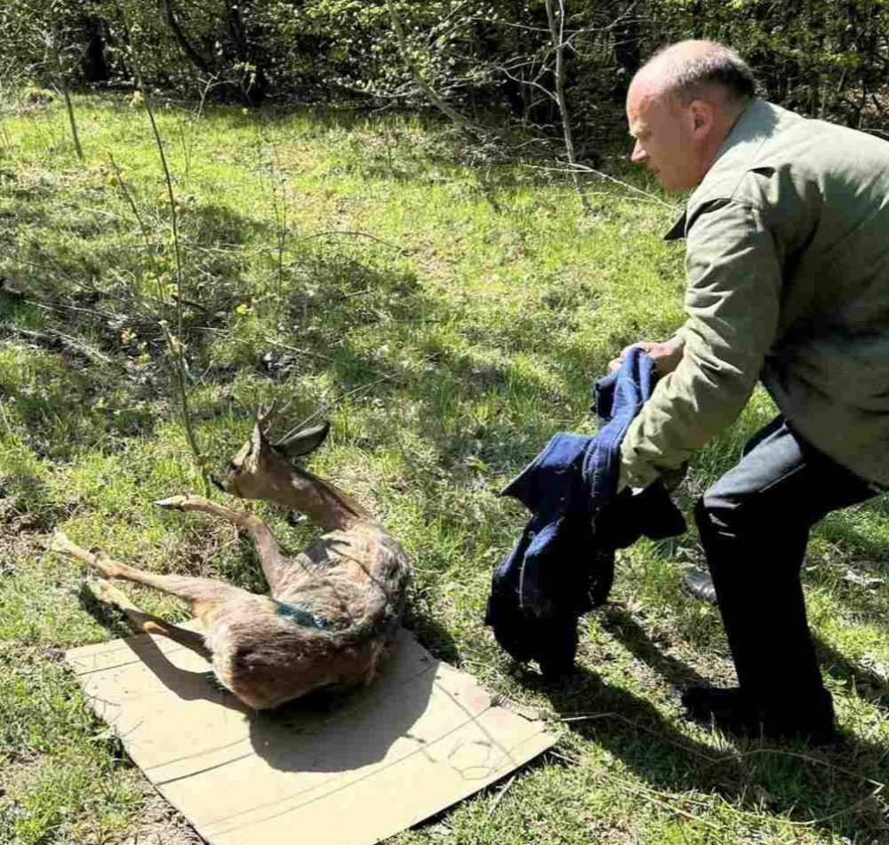 У Галицькому нацпарку доглядають за сарною, врятованою зі сталевої пастки …
