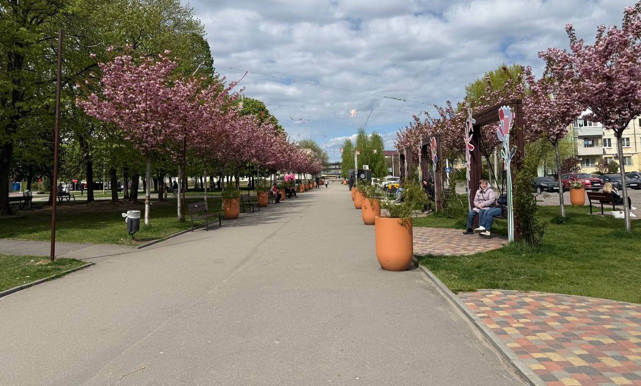 У Дніпрі в парку Усачева зацвіли сакури