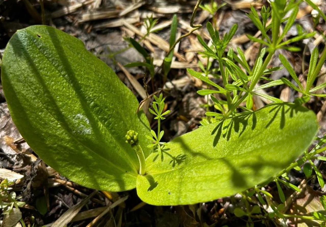 У Дніпрі знайшли рідкісну орхідею зі списку Червоної книги: фото …